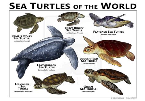 What Is Species Is Closest To Sea Turtles