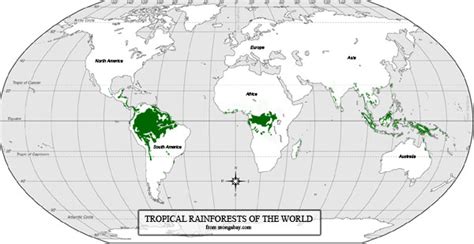 Discover that abiotic factors such as temperature and tropical rainforests around the world have high humidity, about 88% during the wet season and a typical daytime temperature in tropical rainforests is 29°c (85°f) although temperatures can be. Wo gibt es Regenwälder?