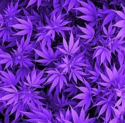 Purple Weed Plant Wallpaper