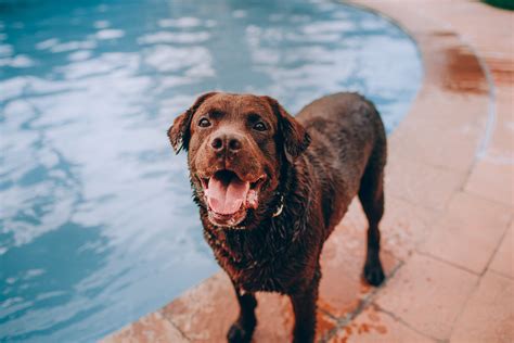 How To Keep Dog From Drooling On Furniture