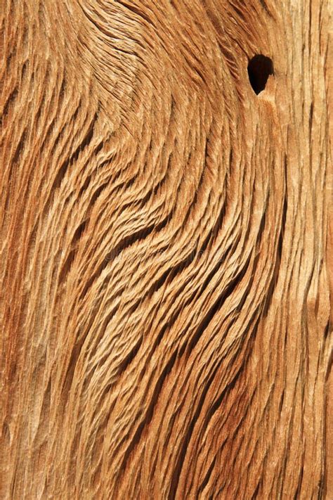 Bristlecone Pine Wood Stock Image Image Of Brown Close 22052577