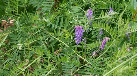 Is Common Vetch Edible Learn All Fascinating Facts To Eat Dreams Wire
