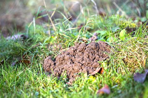 Do You Have Animals Digging For Grubs In Your Yard Dr Green