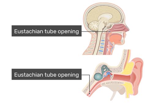 Eustachian Tube Auditory Tube Anatomy And Function Getbodysmart
