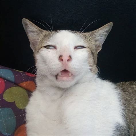 14 Most Ridiculous Faces These Cats Made When They Fell Asleep Gambar