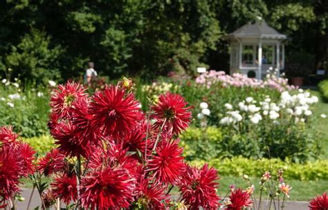 Er erstand 1985 als bundesgartenschau im süden berlins. Lichtenrade-Berlin.de - Dahlienfeuer 2018 im Britzer ...