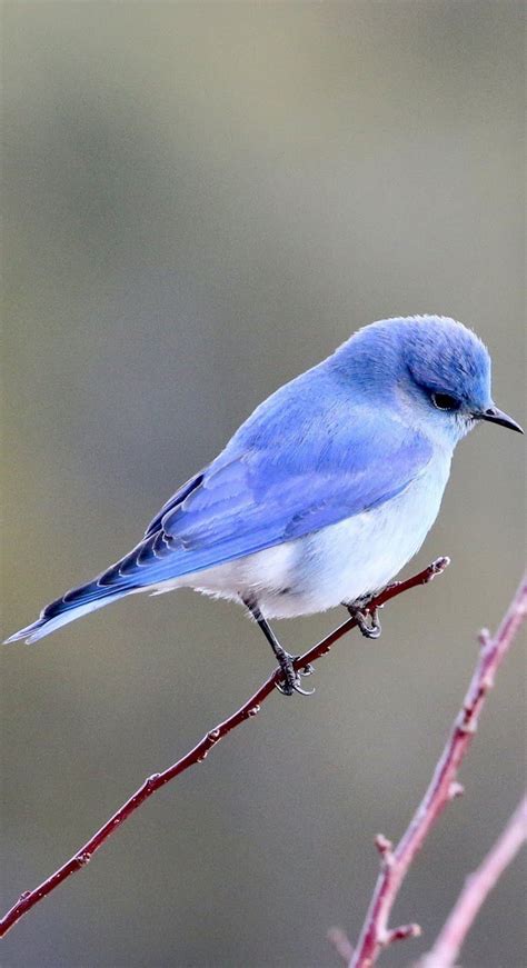 About Wild Animals A Cute Little Blue Bird Pretty Birds Beautiful