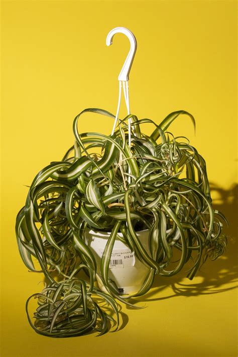 10 to 12 hours of indirect, bright sunlight is very beneficial for its growth but avoid direct burning sunlight as it can kill the plant. Plants for low-light: The best office-desk flora