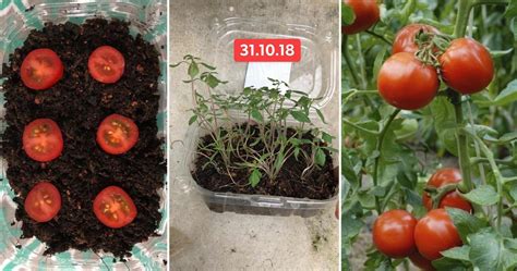 Cara ini akan membuat tanaman tomat memiliki akar yang lebih kuat dan sehat. Mudahnya Tanam Pokok Tomato Ceri. 3 Langkah Saja, 4 Bulan ...