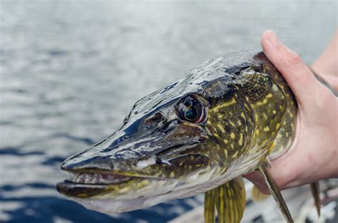 Northern Pike Fishing Dumoine Lake Cottages In Quebec