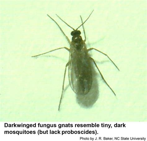 Darkwinged Fungus Gnats Nc State Extension Publications