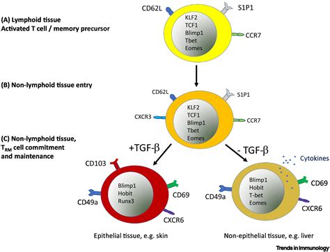 Tissue Specific Differentiation Of Cd8 Resident Memory T Cells Trends