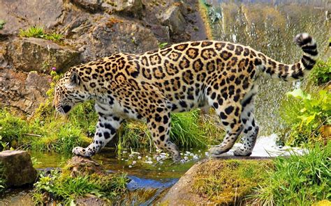 Jaguar 3 Wallpaper Animal Wallpapers 37323