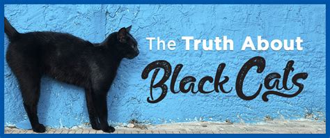 Black Cat Myths And Facts Debunked Four Paws