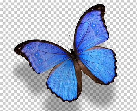 Blue Aesthetic Butterfly Png Largest Wallpaper Portal Ac8
