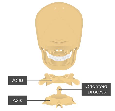 Axis Bone Anatomy Getbodysmart