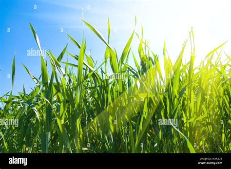 Green Grass Under Sunrays Stock Photo Alamy
