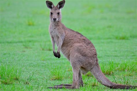 Kangaroo Kangaroos And Wallabies Pinterest