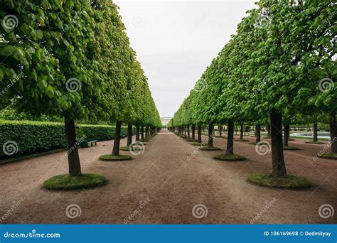 Alley With Green Trees Perspective View Pathway In Park Stock Photo