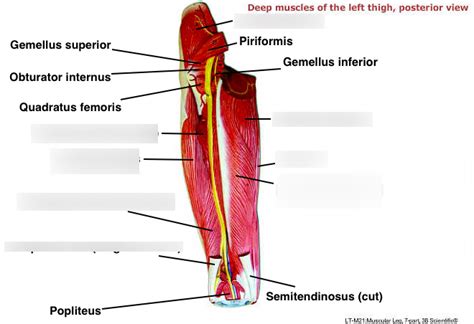 Leg Muscles Diagram Labeled Labeling Superficial Lower Leg Muscles