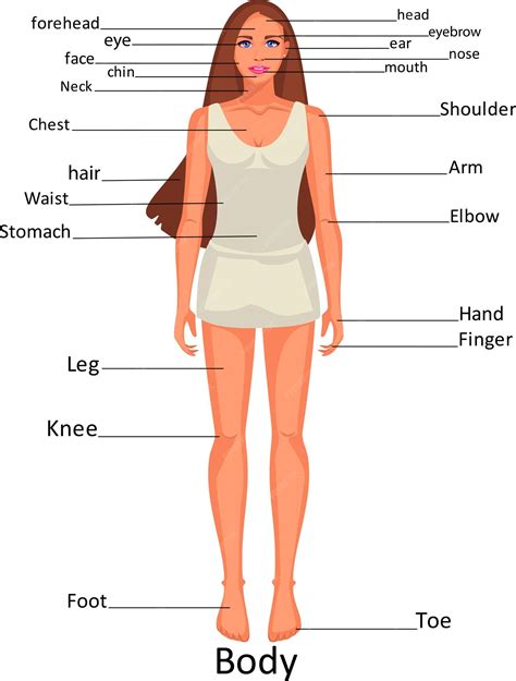 Premium Vector Diagram Of The Human Body Parts On The Girl