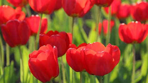 White cyclamen selkirk high school. Red Tulips 4K Wallpapers | HD Wallpapers | ID #19309