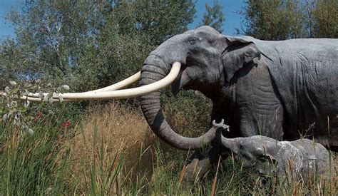 Giant Prehistoric Elephant Tusk Found In Southern Israel Archaeology
