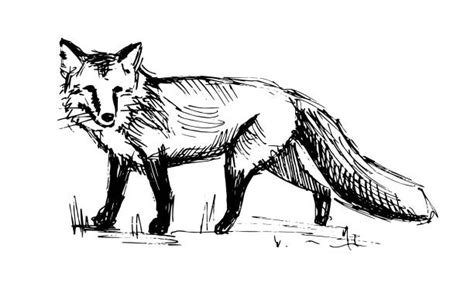 Black And White Fox Illustrations Royalty Free Vector Graphics And Clip