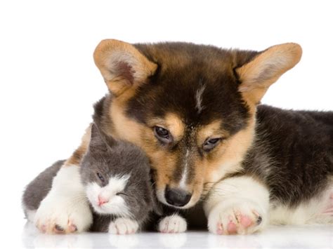 Puppies and kittens (12 sep 2014). Caring for Puppies and Kittens