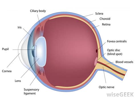 Image Result For Physics Eye Diagram Eye Anatomy Human Eye Diagram