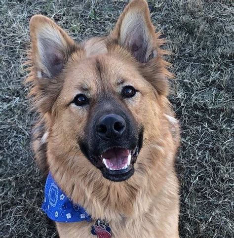 German Shepherd Chow Mix Chow Shepherd Facts And Pictures All Things
