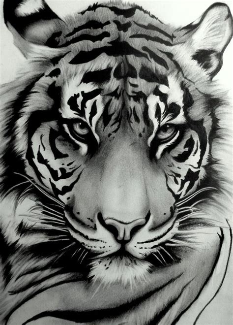 Art Tigre Animal Drawings Art Drawings Drawing Art Drawing Ideas