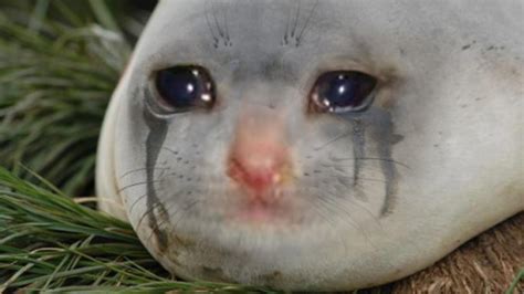 Crying Seal Tumblr