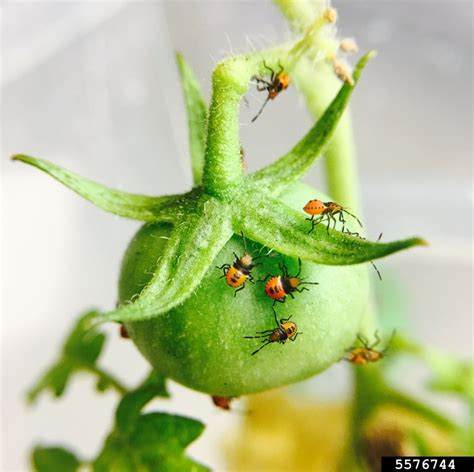 Tomato Stink Bug Arvelius Albopunctatus On Garden Tomato Solanum