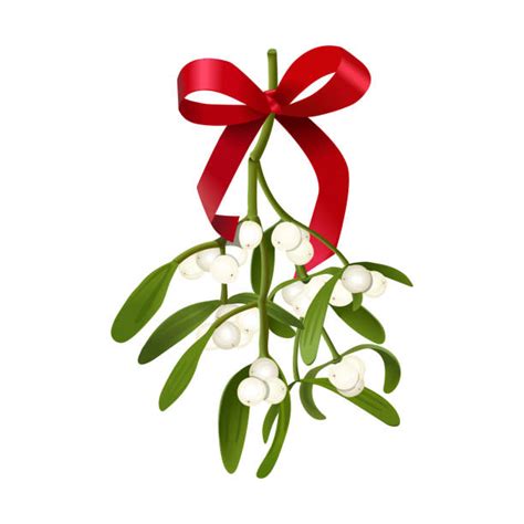 Mistletoe Stock Photos Pictures And Royalty Free Images Istock