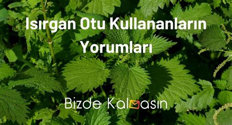 Isırgan Otu Kullananların Yorumları - Isırgan Otu Çayı Yorumları