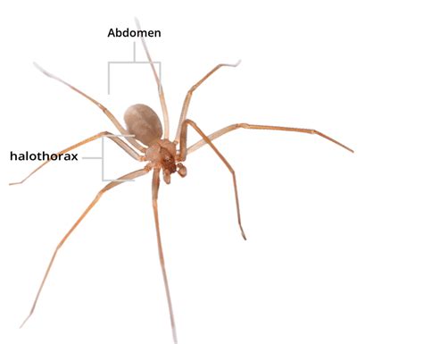 Well Keep Brown Recluse Spiders From Invading Your Home
