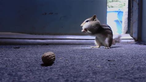Chipmunk Stacking Peanuts In His Mouth Youtube