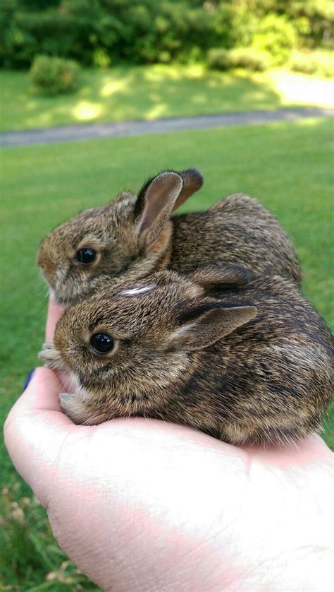 Cottontail Rabbit Average Size Facts