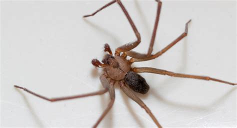 Identifying Poisonous Arizona Spiders Western Exterminator