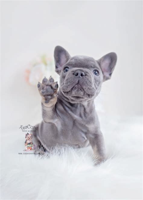 Find the perfect english bulldog puppy for sale in houston, texas at next day pets. French Bulldog Puppies For Sale by TeaCups, Puppies ...