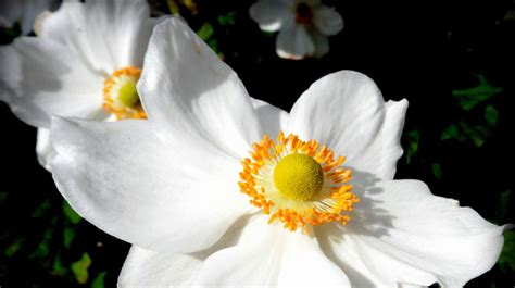 Die weißbunte duftblüte ist ein ilexähnlicher, weißbunter strauch mit herrlich duftenden blüten. Die schönsten weißen Blumen für Ihren Garten oder Balkon ...