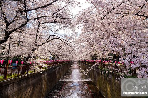 Meguro River During Cherry Blossom Stock Photo