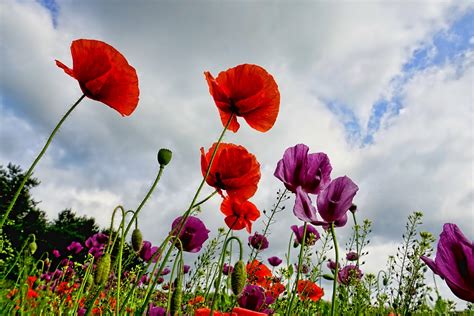 How to Grow Poppies | Grow Guides