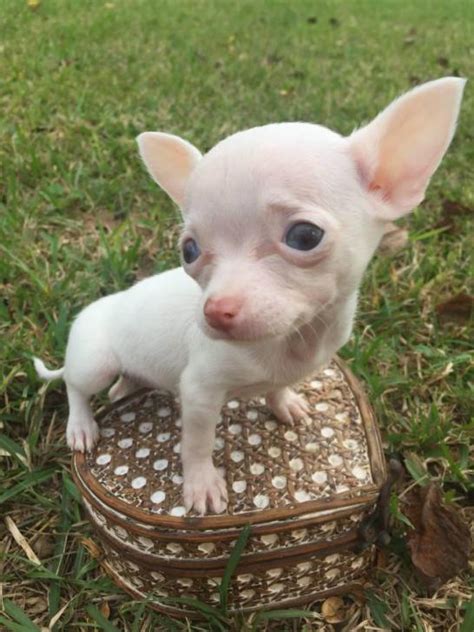 Find your new companion at nextdaypets.com. teacup applehead chihuahua puppies for sale in Houston ...