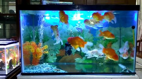 Cara memelihara ikan mas koki dalam aquarium - YouTube