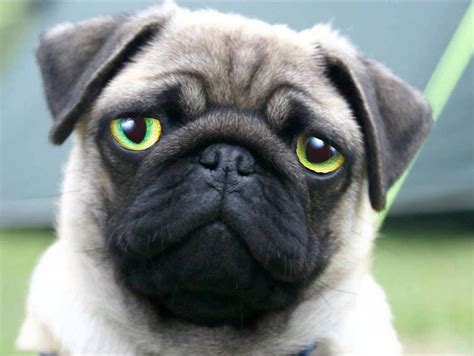 Perhaps We Could Photoshop Cat Eyes Onto Dogs The