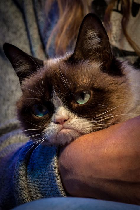 Grumpy Cat At Disney Social Media Moms Conference Josh Hallett Flickr