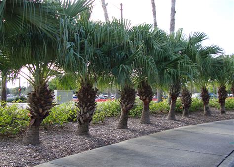 Palm Tree Nursery North Fort Myers