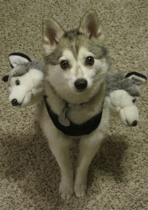 The siberian husky is adventurous, clever, and stubborn. 13 Awesome Halloween Costume Ideas For Your Husky